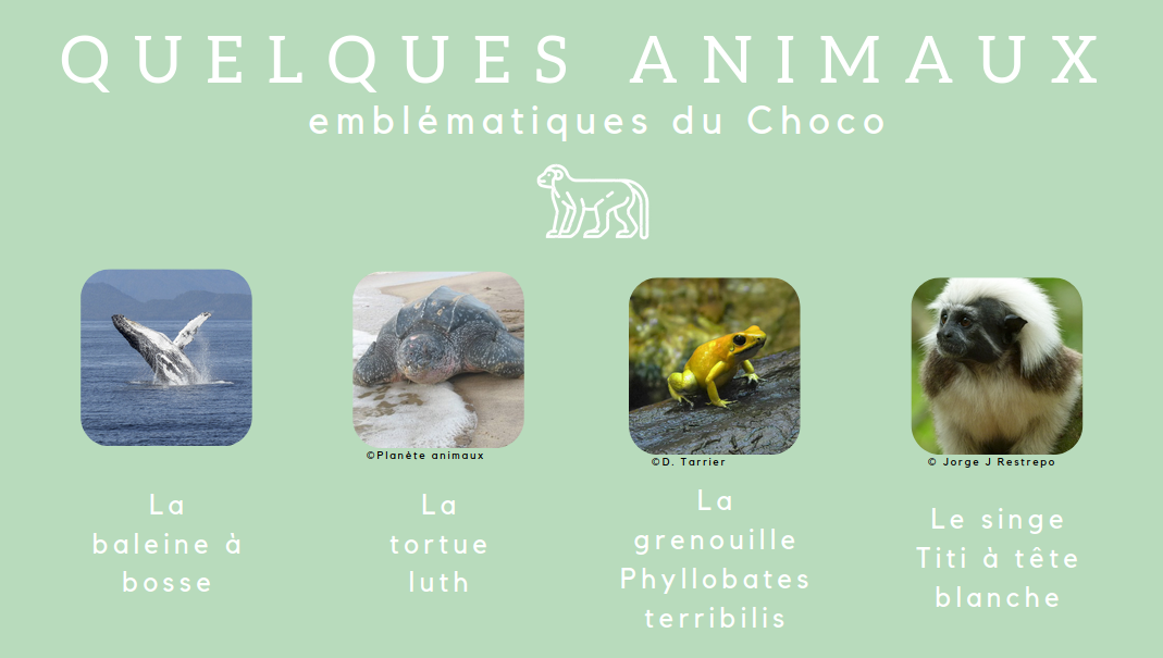 Animaux Choco schéma.png