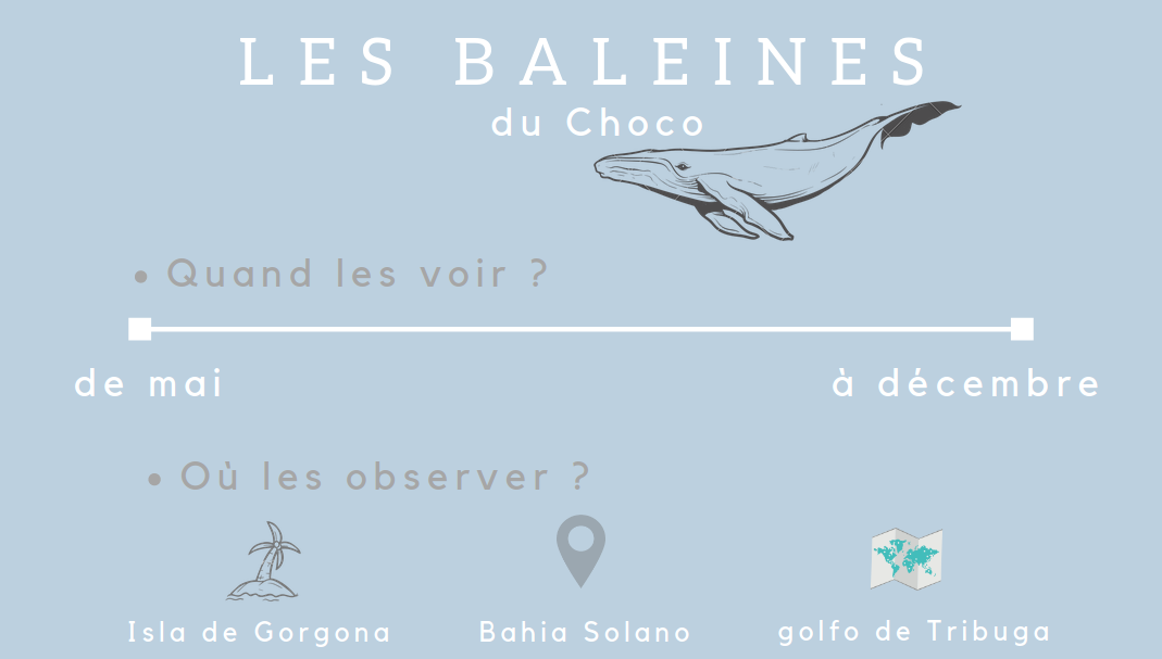 Schéma baleines Choco.png