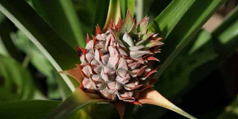 Chez Dora et sa famille dans le Santander, au pays des ananas