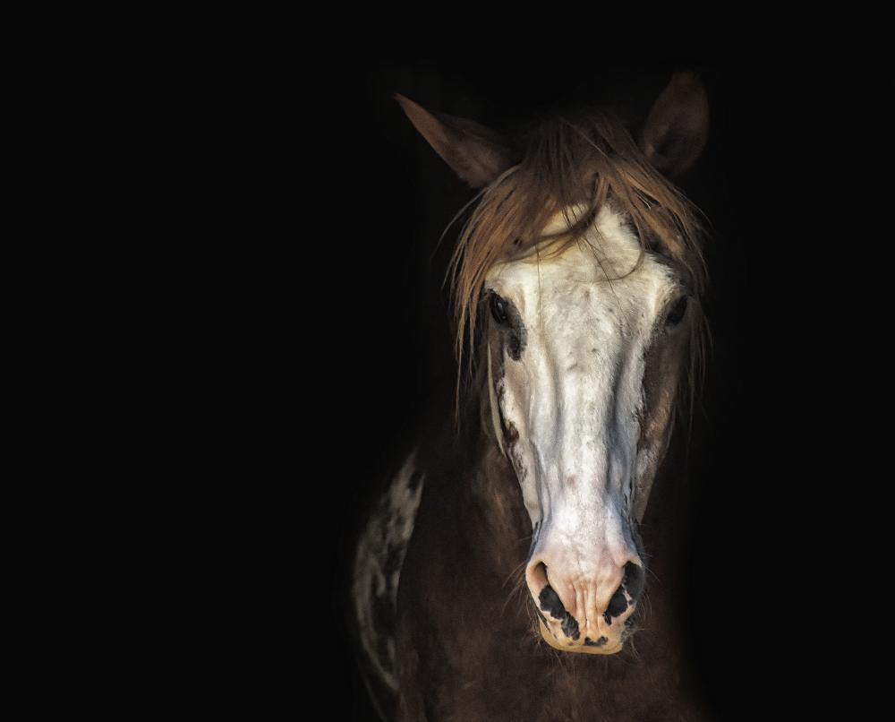 Safari à cheval