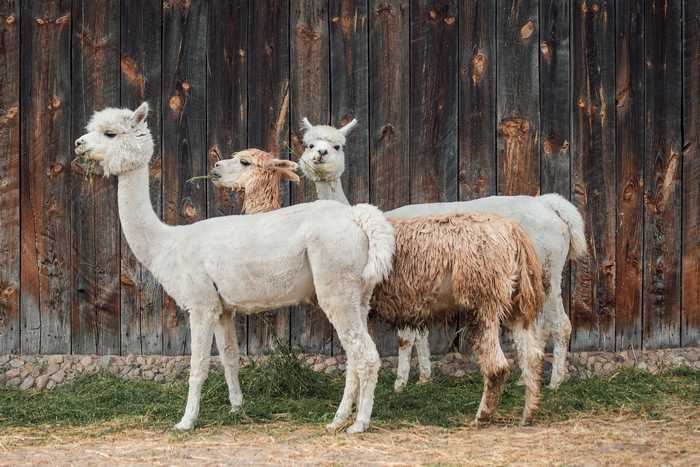 kasjanf-alpaca-4357188_1920.jpg