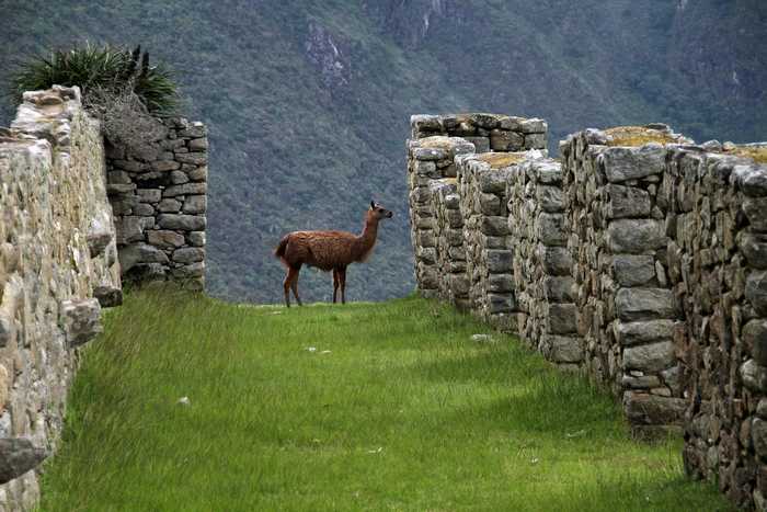 monicavolpin-machu-picchu-1018768_1920.jpg