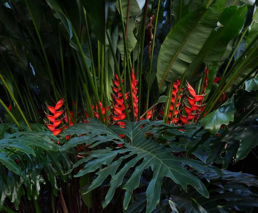 plantes ok.jpg