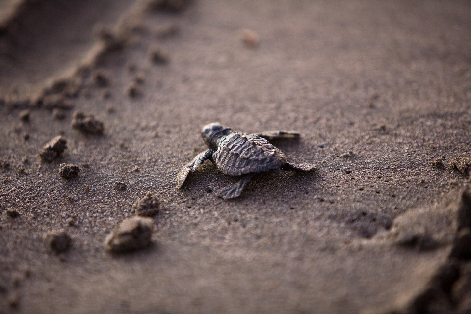 sea-turtle-356125_960_720.jpg