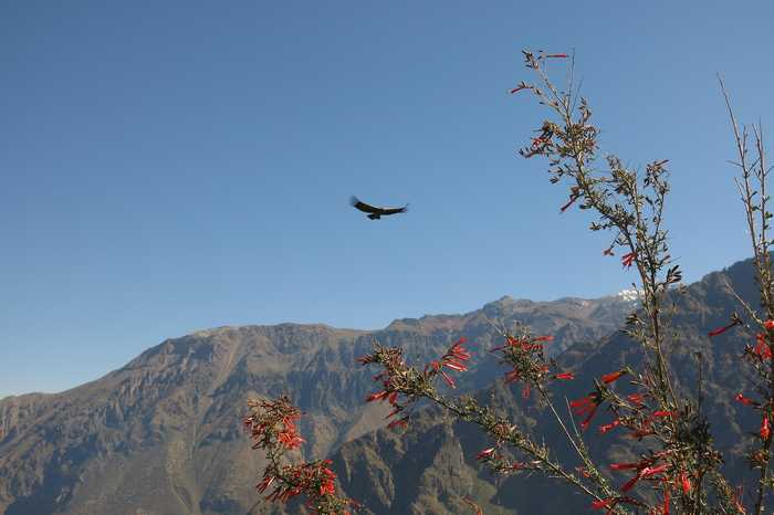 theusino-andean-condor-2656045_1920.jpg