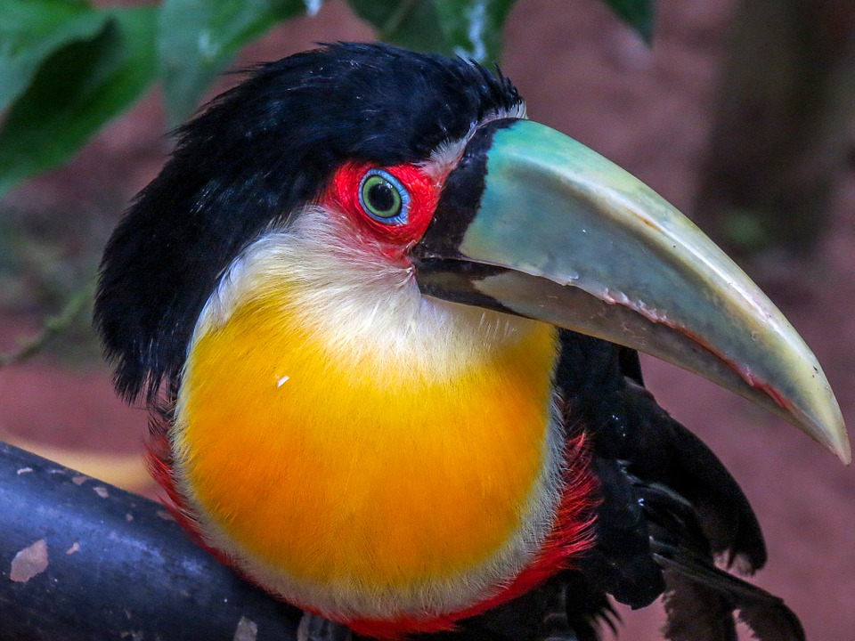 tucano-843441_960_720.jpg