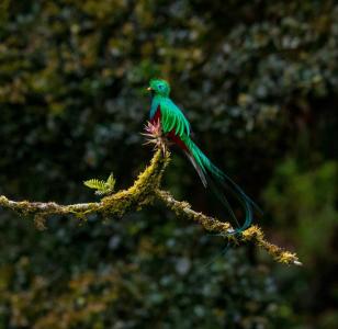 Jour 8. Randonnée à la recherche du Quetzal et route pour Coban