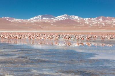 Jour 5 : Bienvenue en Bolivie, auprès de la Laguna Colorada, du Désert de Dali... 