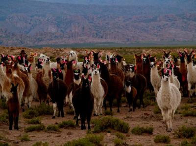Jour 6 : Poursuite de la route en Bolivie dans le Sud Lipez