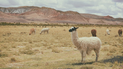 JOUR 03 : SUCRE – CHEMIN DE L’INCA – MARAGUA – EMPREINTES DE DINOSAURES