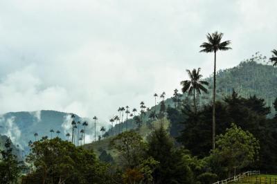 Jour 4 : Vallée de Cocora et expérience de café dans une finca locale