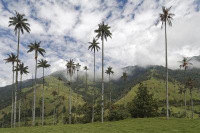 Jour 4 : La Vallée de Cocora et ses palmiers de cire endémiques