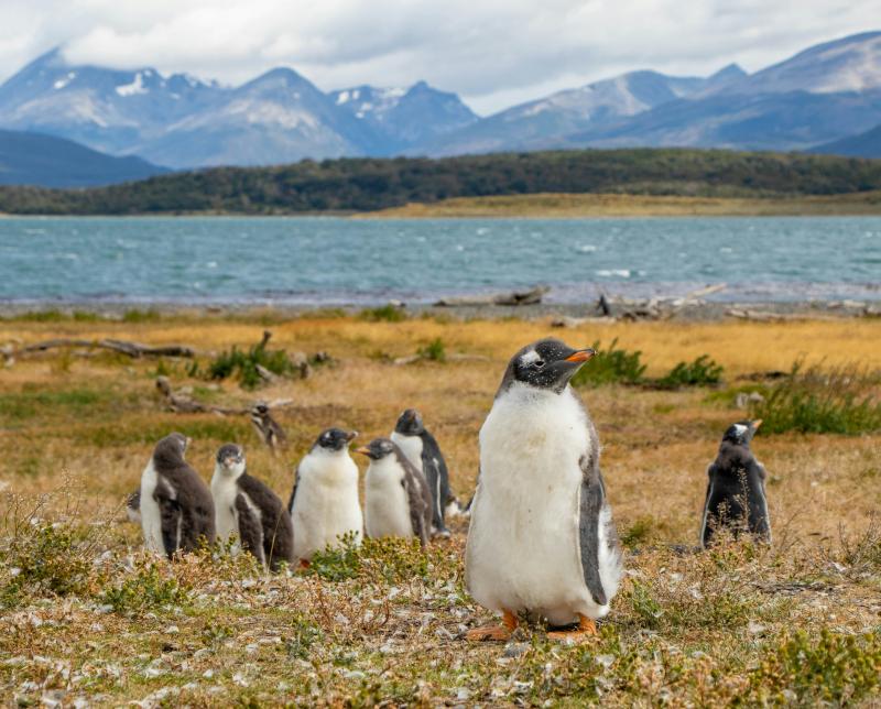 Voyage en Patagonie chilienne et argentine : l'essentiel en 11 jours