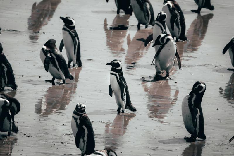 Voyage en Patagonie sauvage et extension à la Péninsule Valdes