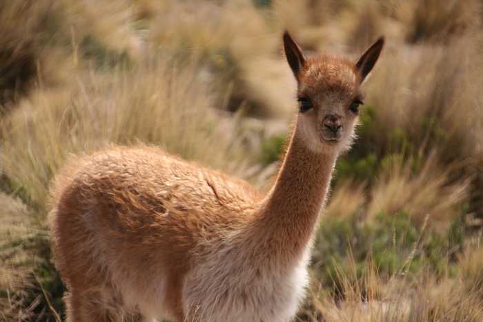 wernereck-alpaca-4060485_1920.jpg