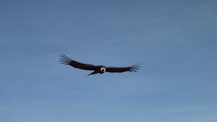wrupcich-condor-943300_1920.jpg